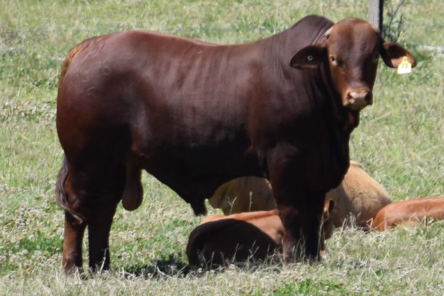 Glenlands D Ultimatum